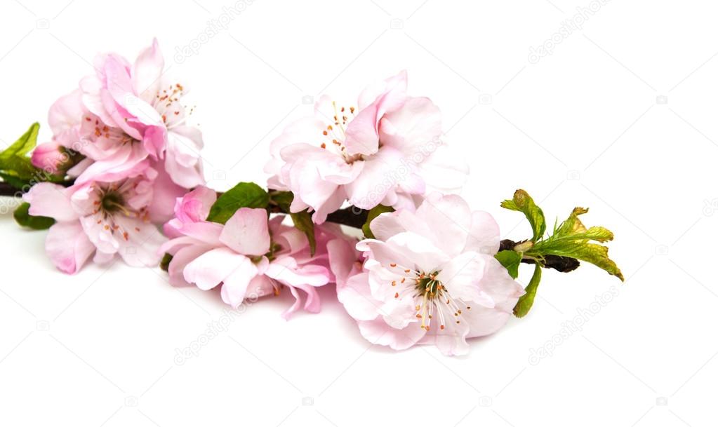 Sakura blossom on white
