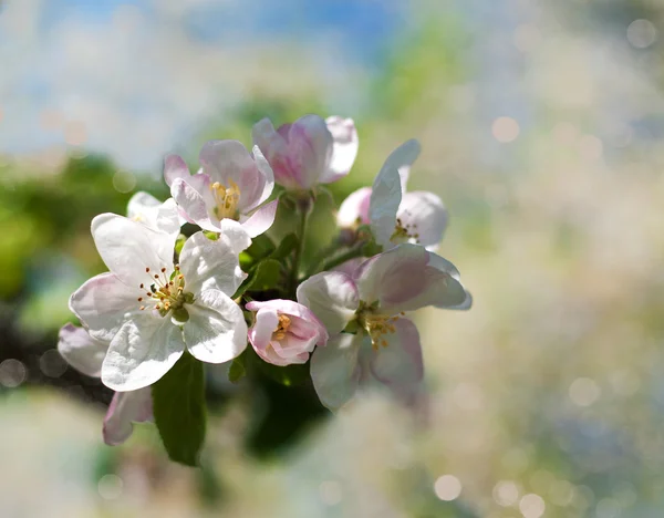 Весенний яблочный цветок — стоковое фото