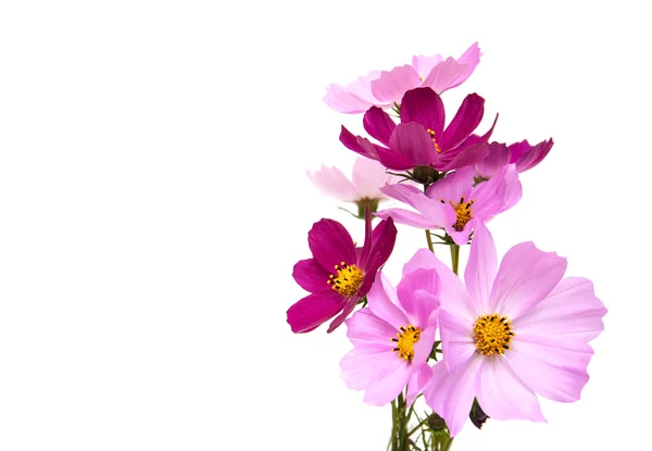 Fleurs Cosmos sur blanc — Photo