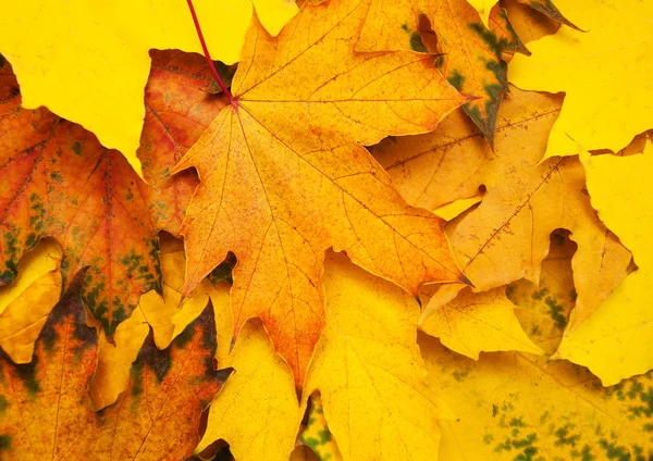 Hojas de otoño fondo —  Fotos de Stock