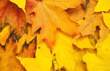 arka plan sonbahar yaprakları