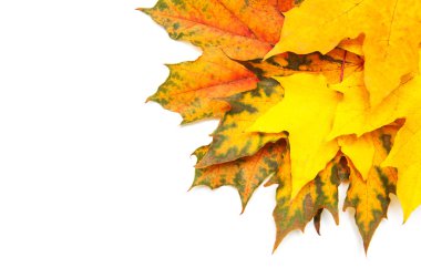Sonbahar akçaağaç yaprakları