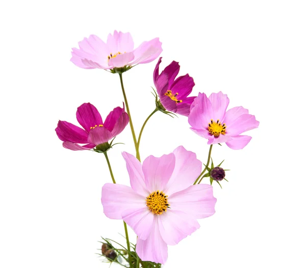 Fleurs Cosmos sur blanc — Photo