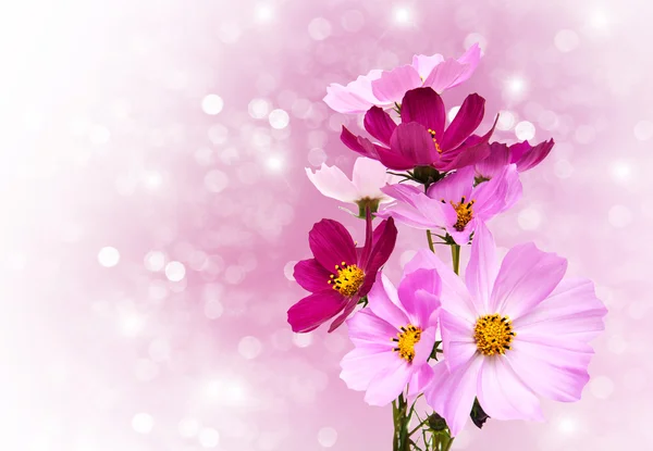 Bokeh çiçeklerle evren — Stok fotoğraf