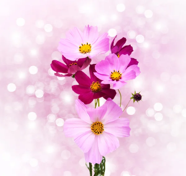 Cosmos flores com bokeh — Fotografia de Stock
