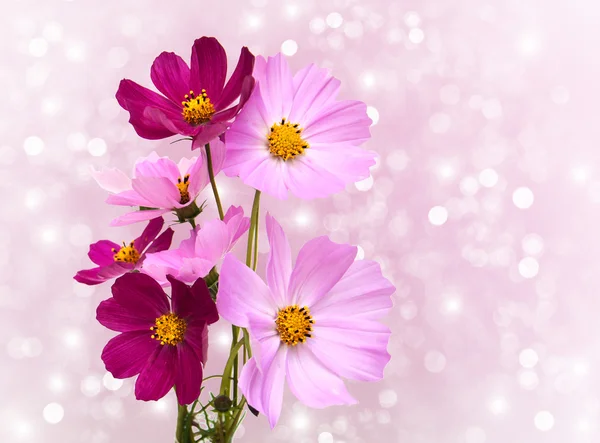 Růžové květy kosmu — Stock fotografie