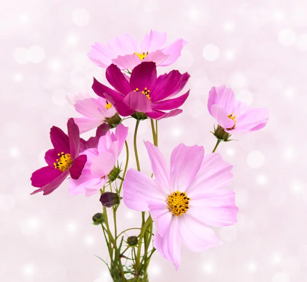 Cosmos flores e bokeh — Fotografia de Stock