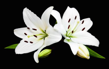 Bir siyah beyaz zambak