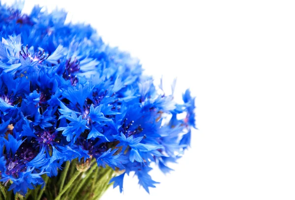 Blauwe korenbloemen op een wit — Stockfoto