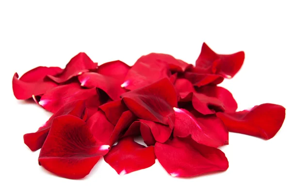 Red roses petals — Stock Photo, Image