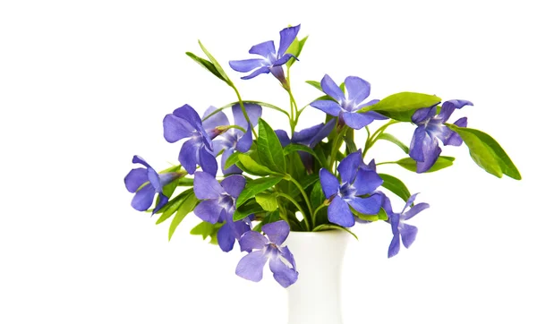 Flores de Perwinkle azul — Foto de Stock