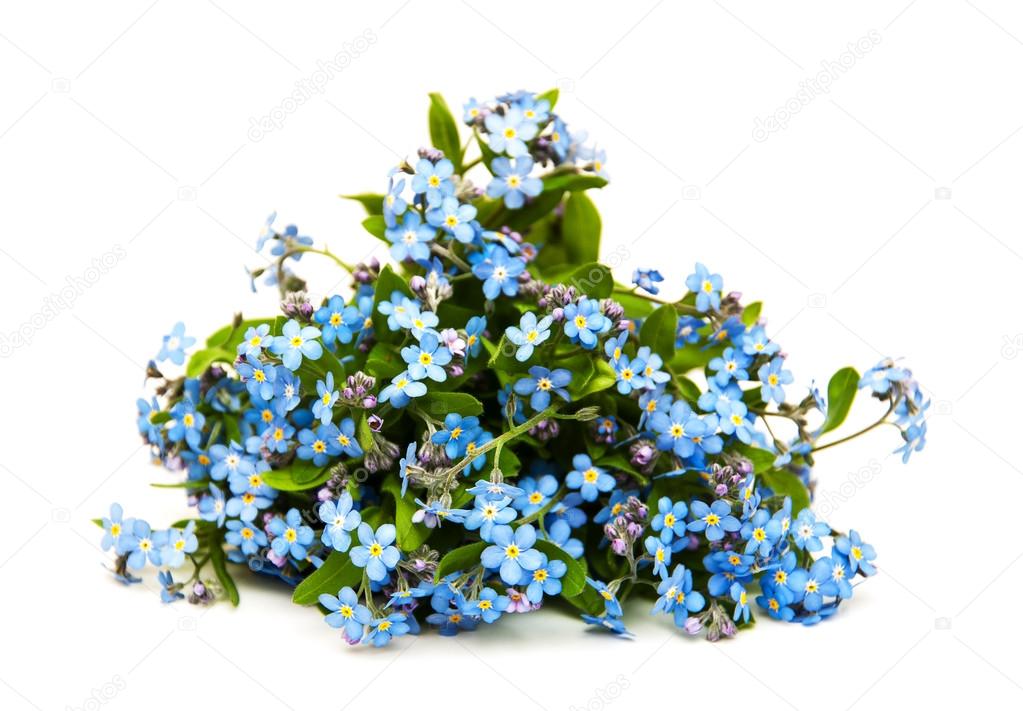 Forget me nots flowers