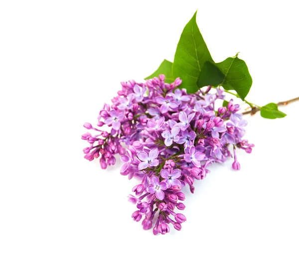 Spring Lilac flowers — Stock Photo, Image