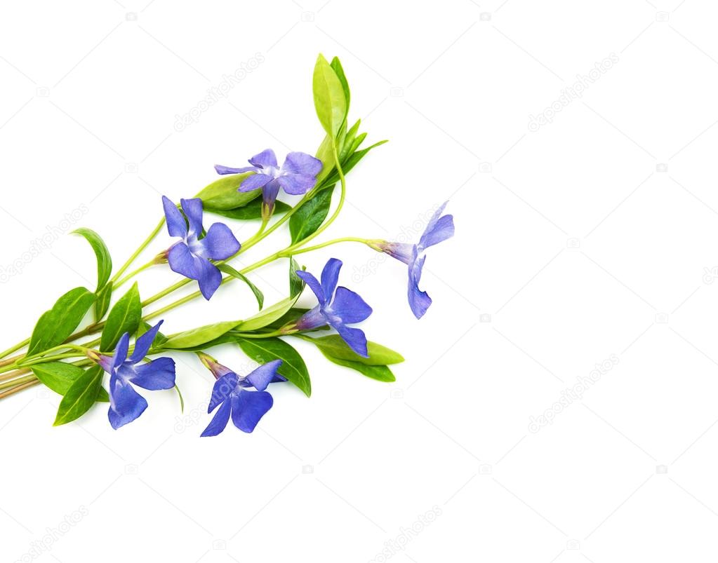 Blue Perwinkle flowers 