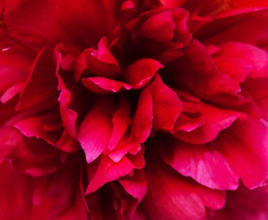 pink, Şakayık, yakın çekim