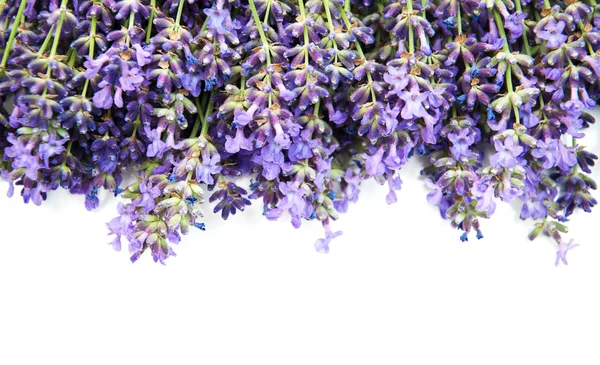 Lavendelstrauß — Stockfoto