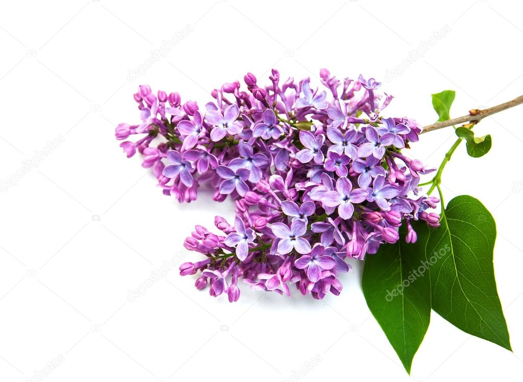 Lilac flowers on a white