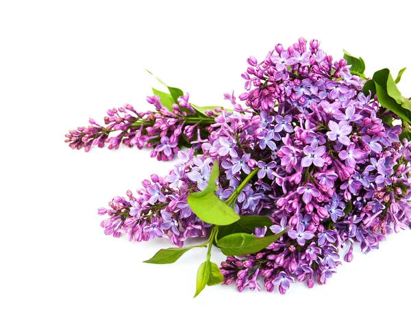 Lilac flowers on a white — Stock Photo, Image