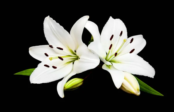 White lily on a black — Stock Photo, Image