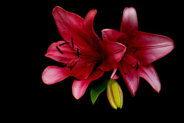 Pink lily on black — Stock Photo, Image