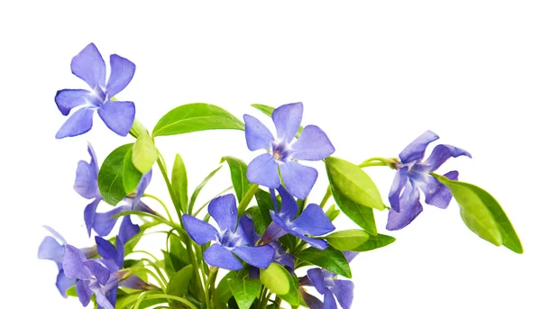 Сині квіти Perwinkle — стокове фото