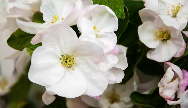 Spring apple blossom — Stock Photo, Image