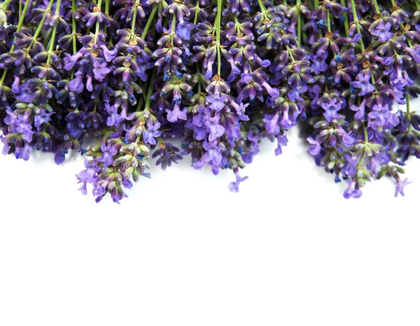 Mazzo di lavanda — Foto Stock