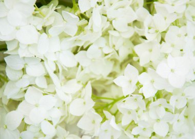 Beyaz ortanca çiçekleri