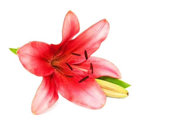 Pink lily isolated — Stock Photo, Image