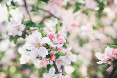 Narin pembe çiçekli elma ağacı dalı. Kapalı, yumuşak odaklı.