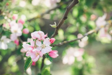 Elma ağacının narin pembe çiçekleri bahar meyve bahçesinde, yumuşak odak
