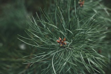 Akşam ormanında tomurcukları olan güzel bir çam dalı, yumuşak bir odak. Temiz ve sağlıklı hava kavramı