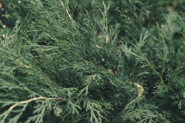 Bitmeyen bir bahçenin dalları Yakından seçici bir odak