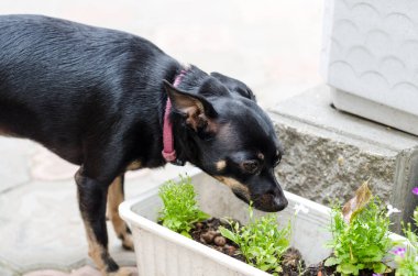 Küçük siyah tüylü köpek çiçek tarlasında bitkileri kokluyor.