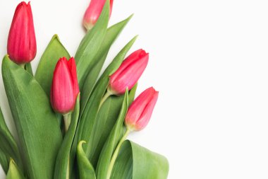 Beyaz arka planda güzel pembe laleler.