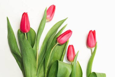 Beyaz arka planda güzel pembe laleler, üst manzara.