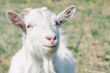 Otlaktaki beyaz boynuzlu bir keçinin kafası. Hayvan burnu yakın, seçici odaklanma