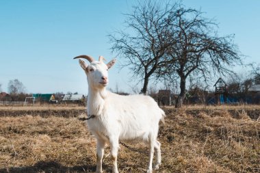 Genç beyaz boynuzlu keçi güneşli bir günde çayırda 