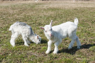 Bahar otlağında küçük komik yeni doğmuş keçi yavruları