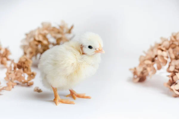 Frango Recém Nascido Branco Hortênsia Seca Superfície Branca — Fotografia de Stock