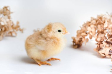 Beyaz arka planda kırmızı yeni doğmuş tavuk ve kuru ortanca