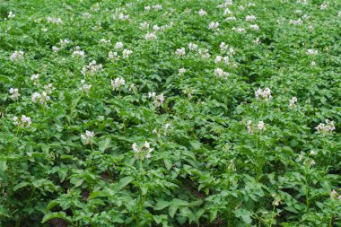 Açık mor çiçekli bir çiftlik patates tarlası. Doğal ve organik tarım.