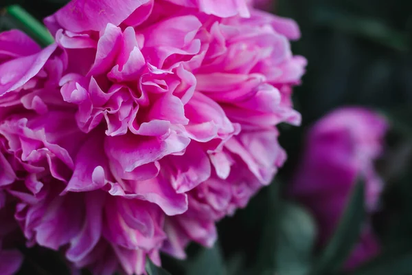 Pink Peony Flower Close Soft Focus — Stock Photo, Image