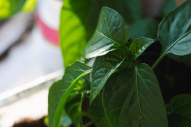 Geniş yeşil yapraklı genç biberler