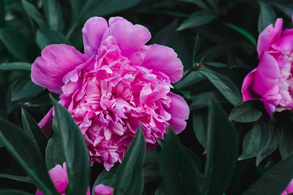 Pink Peony Flower Close Soft Focus — Stock Photo, Image