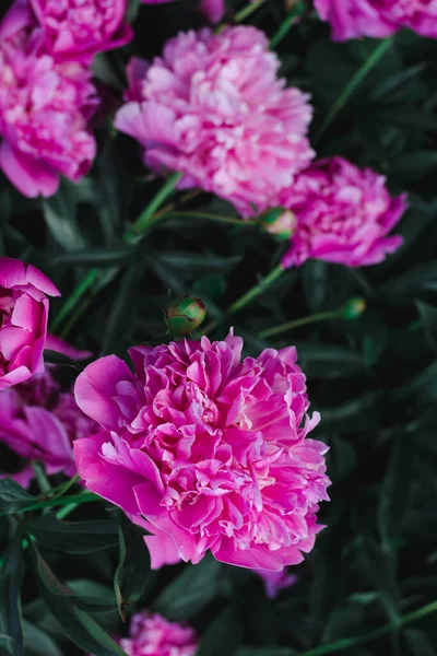 Pink Peony Flowers Close — Stock Photo, Image