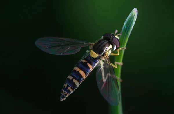 Mikrowelt Sibiriens — Stockfoto