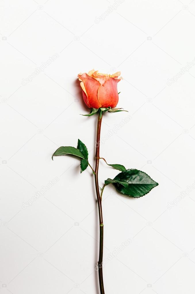 Top view of rose over white background
