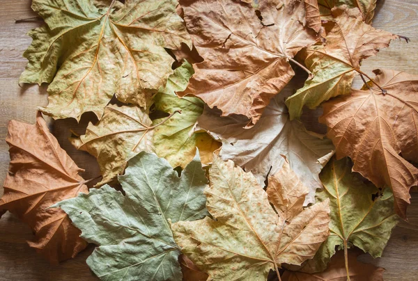 Hojas de otoño fondo — Foto de Stock