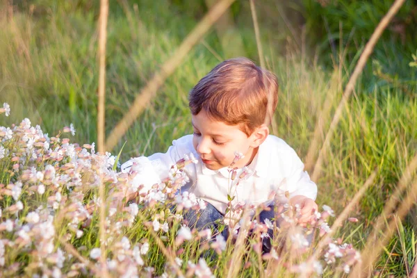 Felice ragazzo carino raccogliendo fiori in un campo — Foto Stock